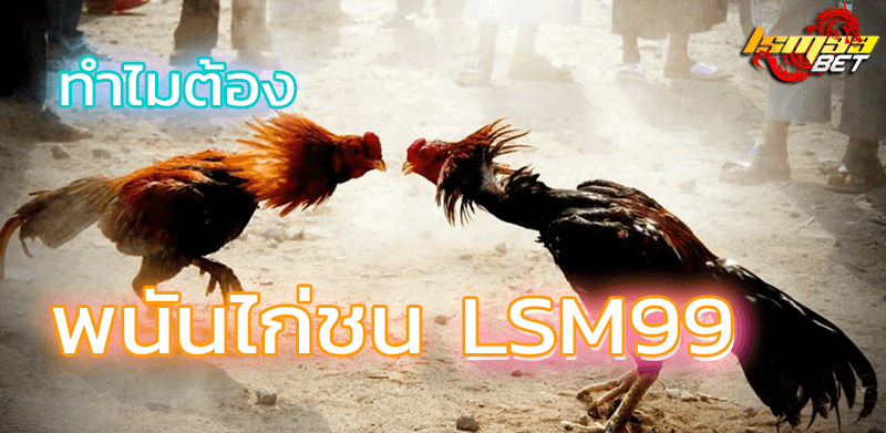 ทำไมต้อง พนันไก่ชน