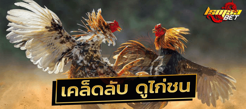 เคล็ดลับ ดูไก่ชน