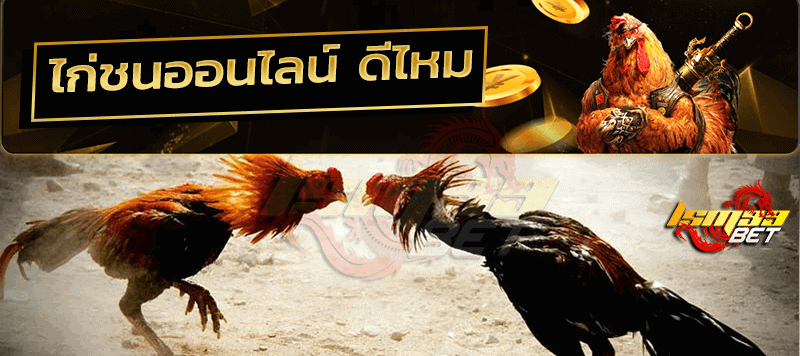 ไก่ชนออนไลน์ ดีไหม